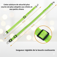 Ceinture de Sécurité pour Chien en Voiture - Idéale Voyages et Chiens Anxieux