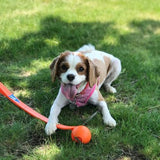 Lanceur de balles pour chien
