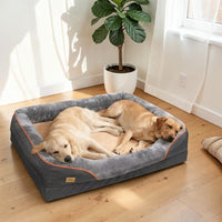 Deux labradors crème endormis ensemble dans un grand panier orthopédique gris avec bordure orange, posé sur un parquet clair dans un salon lumineux avec plante verte