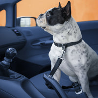 "Chien attaché avec une ceinture de sécurité en voiture"