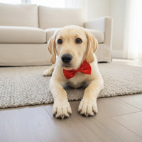 "Nœud Papillon Réglable pour Petit Chien et Chat".