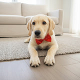 "Nœud Papillon Réglable pour Petit Chien et Chat".