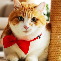 "Nœud Papillon Réglable pour Petit Chien et Chat".