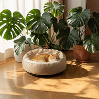 Chat roux endormi dans un lit orthopédique rond Happy Animalia beige, posé sur un parquet en bois baigné de lumière naturelle, entouré de plantes monstera.