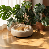 Chat roux endormi dans un lit orthopédique rond Happy Animalia beige, posé sur un parquet en bois baigné de lumière naturelle, entouré de plantes monstera.