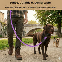 Laisse en nylon tressé violet pour chien Happy Animalia avec poignée rembourrée et bande réfléchissante, utilisée pour promener un Labrador chocolat.