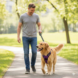 Happy Animalia purple anti-traction dog harness on a golden retriever walking in a park.