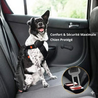 Chien noir et blanc Happy Animalia portant un harnais de sécurité en voiture, ceinture de sécurité réglable et élastique pour un voyage en toute sécurité.