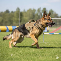 Harnais tactique beige Happy Animalia avec poignée de contrôle et système MOLLE, porté par un berger allemand.