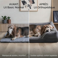  Comparaison avant-après : Basset Hound senior inconfortable sur un tapis fin (manque de soutien) vs Basset Hound endormi paisiblement sur un lit orthopédique gris (soutien optimal, confort supérieur).