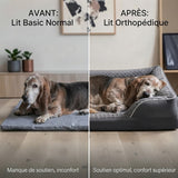  Comparaison avant-après : Basset Hound senior inconfortable sur un tapis fin (manque de soutien) vs Basset Hound endormi paisiblement sur un lit orthopédique gris (soutien optimal, confort supérieur).