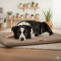 Border Collie noir et blanc allongé sur le lit orthopédique Happy Animalia, fond salon scandinave avec étagères et plantes.