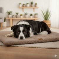 Border Collie noir et blanc allongé sur le lit orthopédique Happy Animalia, fond salon scandinave avec étagères et plantes.