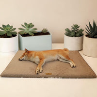 Shiba Inu endormi sur le lit orthopédique beige Happy Animalia, entouré de plantes succulentes, fond crème.