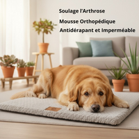 Golden Retriever allongé sur le lit orthopédique gris Happy Animalia — mousse orthopédique, antidérapant et imperméable, soulage l'arthrose, fond salon lumineux.