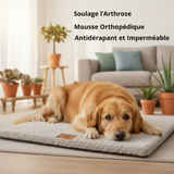 Golden Retriever allongé sur le lit orthopédique gris Happy Animalia — mousse orthopédique, antidérapant et imperméable, soulage l'arthrose, fond salon lumineux.