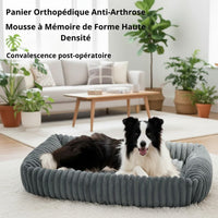 Border Collie dans le panier orthopédique gris Happy Animalia — mousse à mémoire de forme haute densité, anti-arthrose et convalescence post-opératoire, fond salon lumineux.