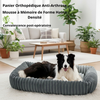 Border Collie dans le panier orthopédique gris Happy Animalia — mousse à mémoire de forme haute densité, anti-arthrose et convalescence post-opératoire, fond salon lumineux.